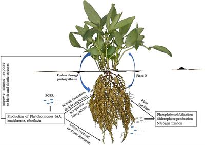 Rhizobia as a Source of Plant Growth-Promoting Molecules: Potential Applications and Possible Operational Mechanisms